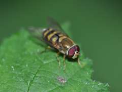 Syrphus vitripennis